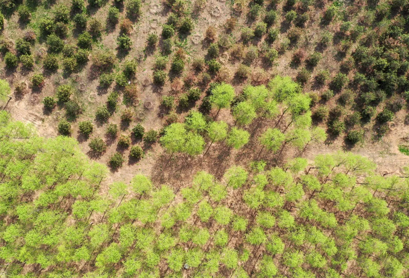 無人機技術(shù)在現(xiàn)代林業(yè)工作方面的應(yīng)用(圖5) 無人機技術(shù)在現(xiàn)代林業(yè)工作方面的應(yīng)用(圖5)